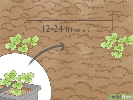 Image titled Grow Strawberries from the Seed Step 10