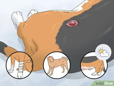 Image titled Treat a Ruptured Cyst on a Dog Step 3