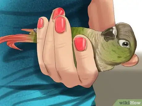 Image titled Care for a Conure Step 22