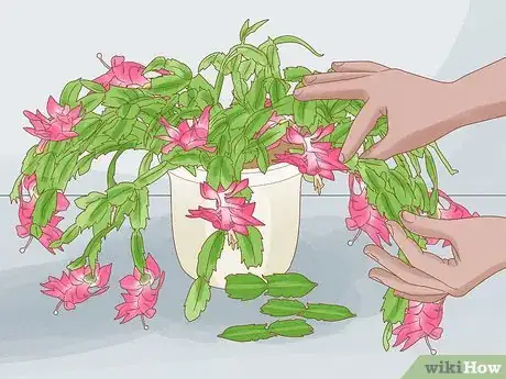 Image titled Propagate Christmas Cactus Step 3