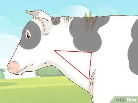 Image titled Give Cattle Injections Step 3