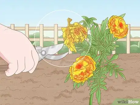 Image titled Plant Marigolds Step 24