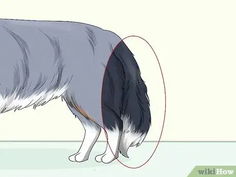 Image titled Identify a Border Collie Step 5