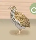 Get Quails to Lay Eggs