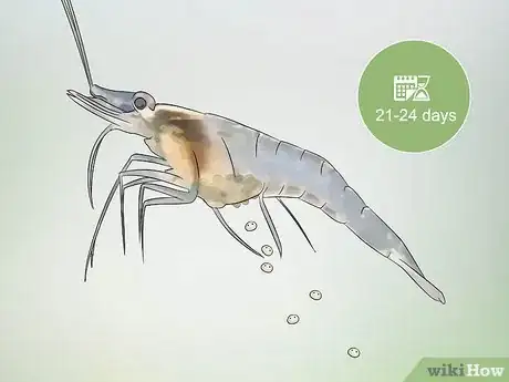 Image titled Breed Ghost Shrimp Step 17