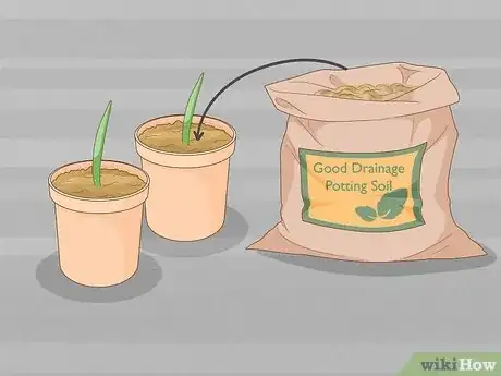 Image titled Care for Your Aloe Vera Plant Step 17