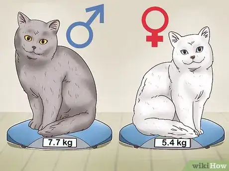 Image titled Identify a British Shorthair Cat Step 6