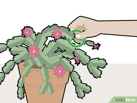 Image titled Prune a Christmas Cactus Step 4