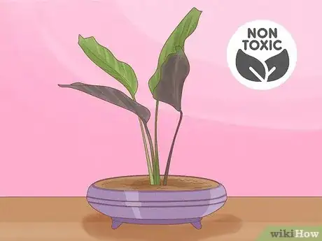 Image titled Are Bonsai Trees Poisonous to Cats Step 12