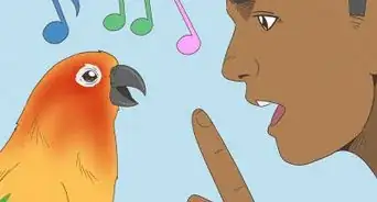 Teach a Conure to Talk