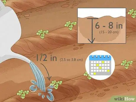 Image titled Grow Strawberries from the Seed Step 13