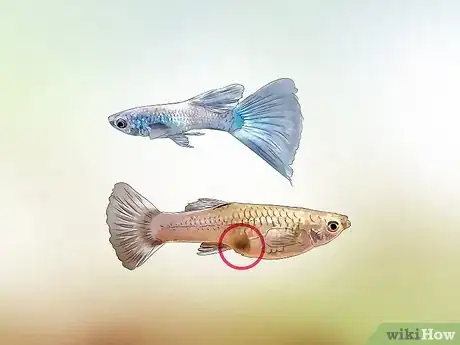 Image titled Identify Male and Female Guppies Step 4