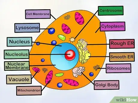 Image titled Make an Animal Cell for a Science Project Step 9