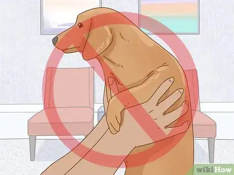 Image titled Hold a Dachshund Properly Step 7