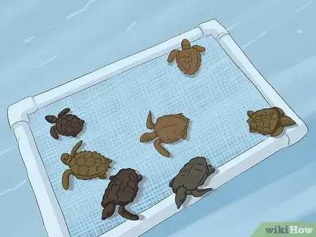 Image titled Breed Turtles Step 17