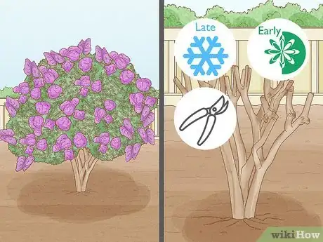 Image titled Prune a Crepe Myrtle Step 2