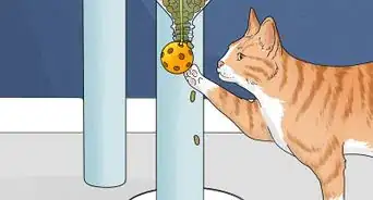 Make a Homemade Puzzle Feeder for a Cat