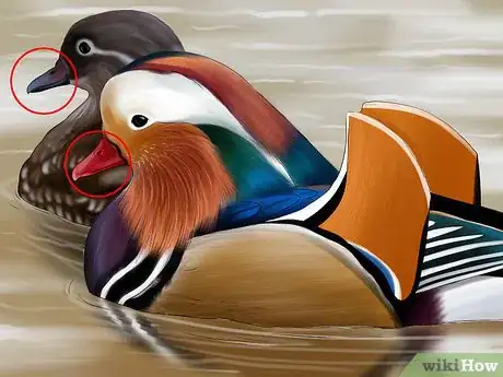 Image titled Identify a Mandarin Duck Step 3