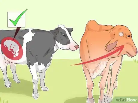 Image titled Tell if a Cow or Heifer Is Pregnant Step 1