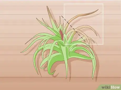 Image titled Care for Air Plants Indoors Step 8