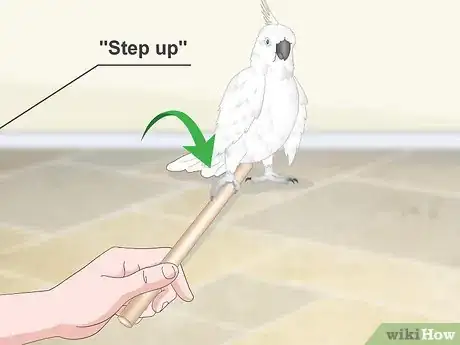 Image titled Bond with a Cockatoo Step 9