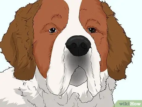 Image titled Identify a Saint Bernard Step 4