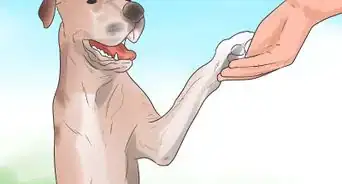 Teach Your Dog to Shake Hands