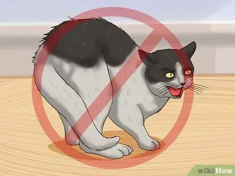 Image titled Clean Your Cat When He Can't Do It Himself Step 3