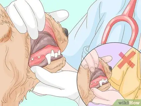 Image titled Help Puppy Teeth Fall Out Step 10