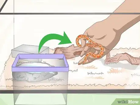 Image titled Care for Baby Cornsnakes Step 5