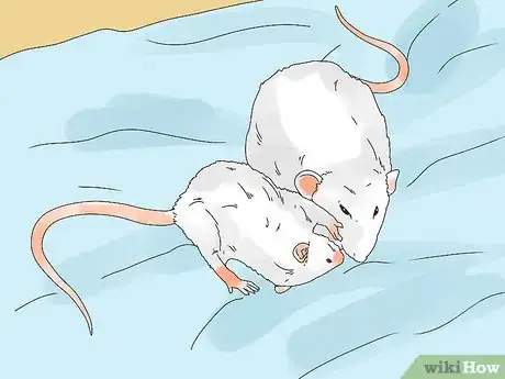 Image titled Introduce a New Pet Rat to Another Rat Step 13