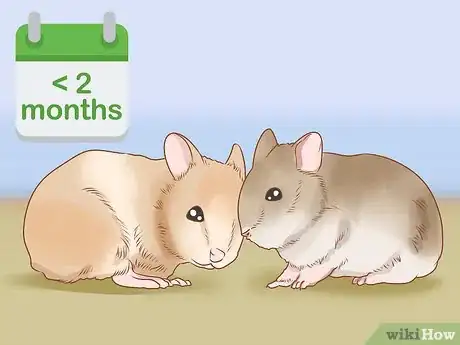 Image titled Introduce Two Dwarf Hamsters Step 2