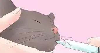 Give a Cat Medicine