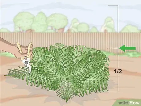 Image titled Prune Ferns Step 5