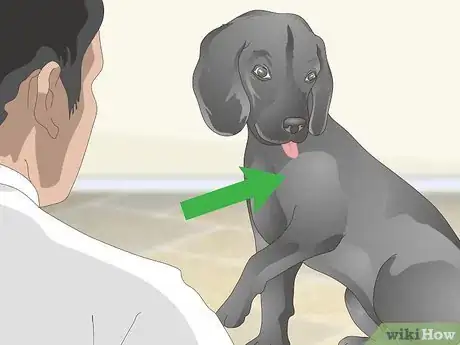 Image titled Wrap a Dog’s Shoulder Step 1