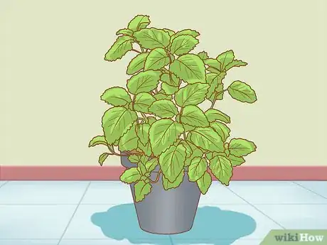 Image titled Protect Your Houseplants from Pets Step 10