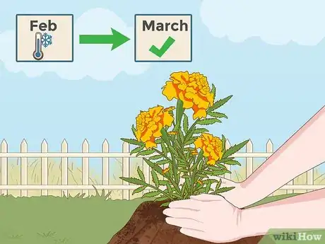 Image titled Grow Marigolds Step 2