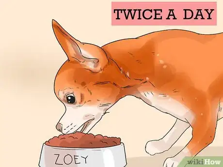 Image titled Feed Chihuahua Dogs Step 11