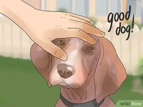 Image titled Train German Shorthaired Pointers Step 10