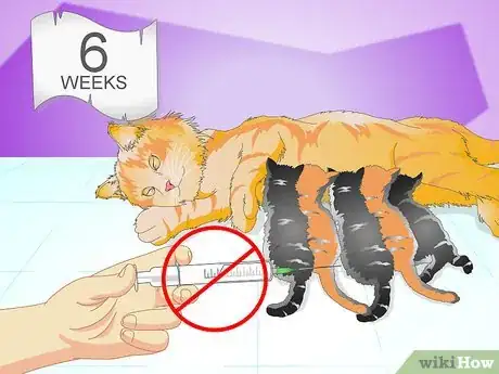 Image titled Vaccinate a Kitten Step 1