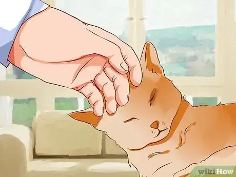 Image titled Stop Being Afraid of Cats Step 10