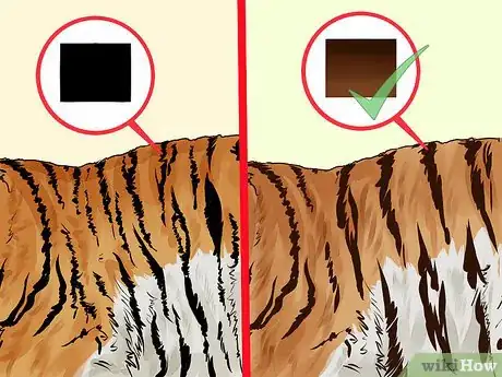 Image titled Identify a Siberian Tiger Step 3