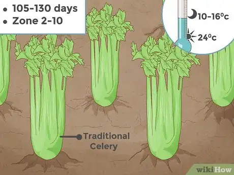 Image titled Grow Celery Step 3