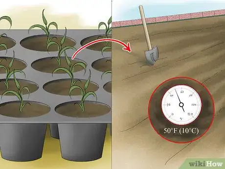 Image titled Grow Millet Step 7