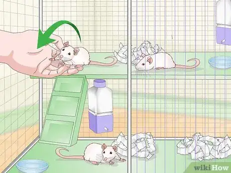 Image titled Stop Pet Mice from Fighting Step 7