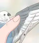 Catch a Bird