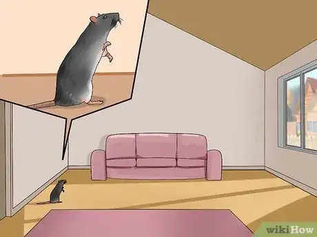 Image titled Shoulder Train a Pet Rat Step 1