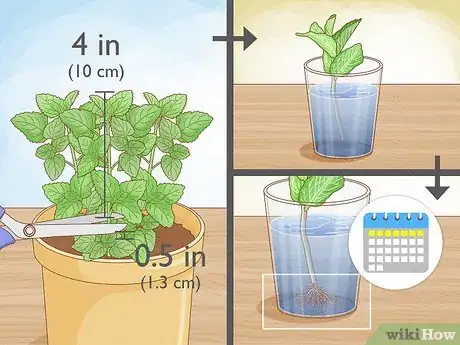 Image titled Grow Mint Indoors Step 2