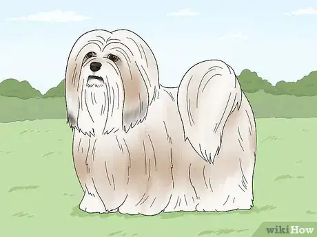 Image titled Identify a Lhasa Apso Step 6