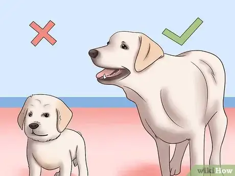 Image titled Know if Your Male Dog Is Ready to Breed Step 1